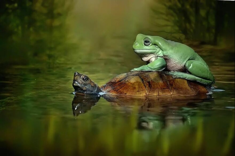 15 Images Of Reptiles, Insects, And Other Animals Caught Chilling Or Hitching A Ride, By Yan Hidayat 15 Images Of Reptiles, Insects, And Other Animals Caught Chilling Or Hitching A Ride, By Yan Hidayat