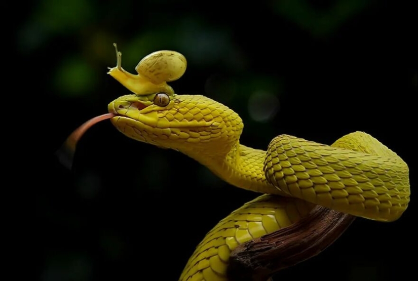 15 Images Of Reptiles, Insects, And Other Animals Caught Chilling Or Hitching A Ride, By Yan Hidayat 15 Images Of Reptiles, Insects, And Other Animals Caught Chilling Or Hitching A Ride, By Yan Hidayat