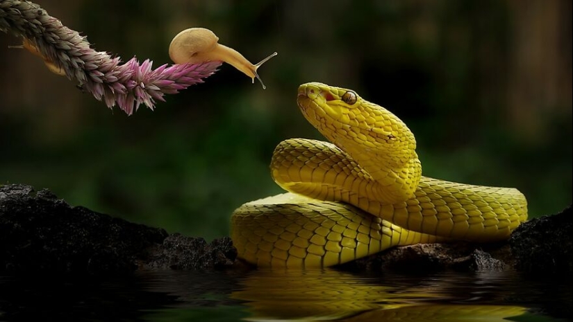 15 Images Of Reptiles, Insects, And Other Animals Caught Chilling Or Hitching A Ride, By Yan Hidayat 15 Images Of Reptiles, Insects, And Other Animals Caught Chilling Or Hitching A Ride, By Yan Hidayat