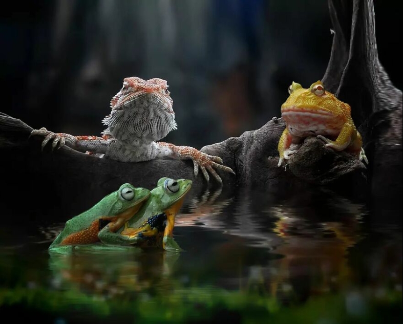 15 Images Of Reptiles, Insects, And Other Animals Caught Chilling Or Hitching A Ride, By Yan Hidayat 15 Images Of Reptiles, Insects, And Other Animals Caught Chilling Or Hitching A Ride, By Yan Hidayat