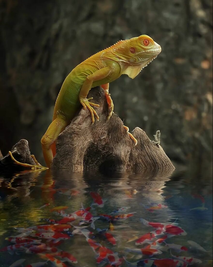 15 Images Of Reptiles, Insects, And Other Animals Caught Chilling Or Hitching A Ride, By Yan Hidayat 15 Images Of Reptiles, Insects, And Other Animals Caught Chilling Or Hitching A Ride, By Yan Hidayat
