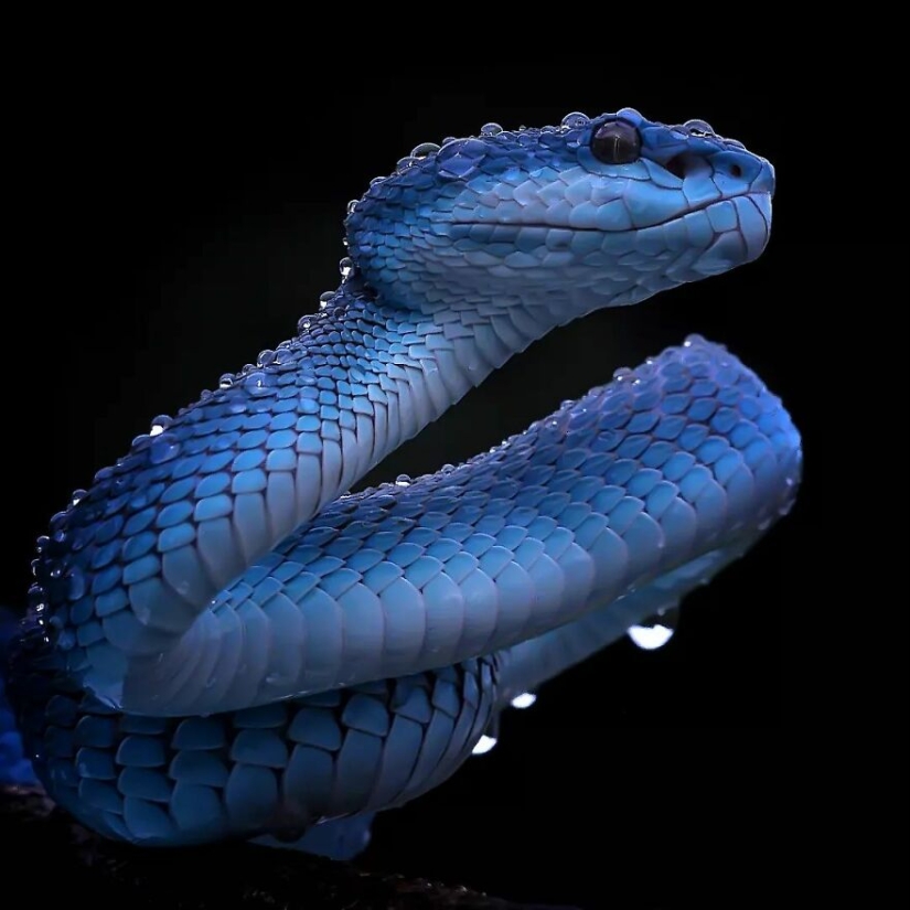 15 Images Of Reptiles, Insects, And Other Animals Caught Chilling Or Hitching A Ride, By Yan Hidayat 15 Images Of Reptiles, Insects, And Other Animals Caught Chilling Or Hitching A Ride, By Yan Hidayat