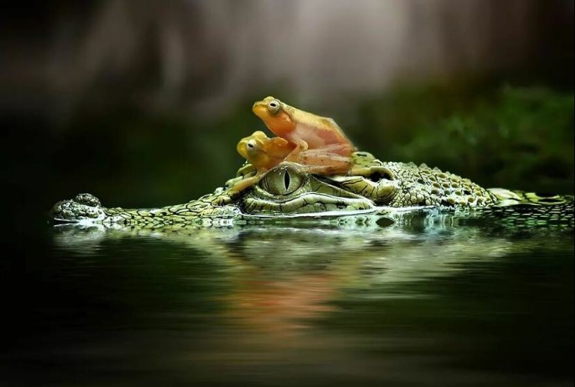 15 Images Of Reptiles, Insects, And Other Animals Caught Chilling Or Hitching A Ride, By Yan Hidayat 15 Images Of Reptiles, Insects, And Other Animals Caught Chilling Or Hitching A Ride, By Yan Hidayat