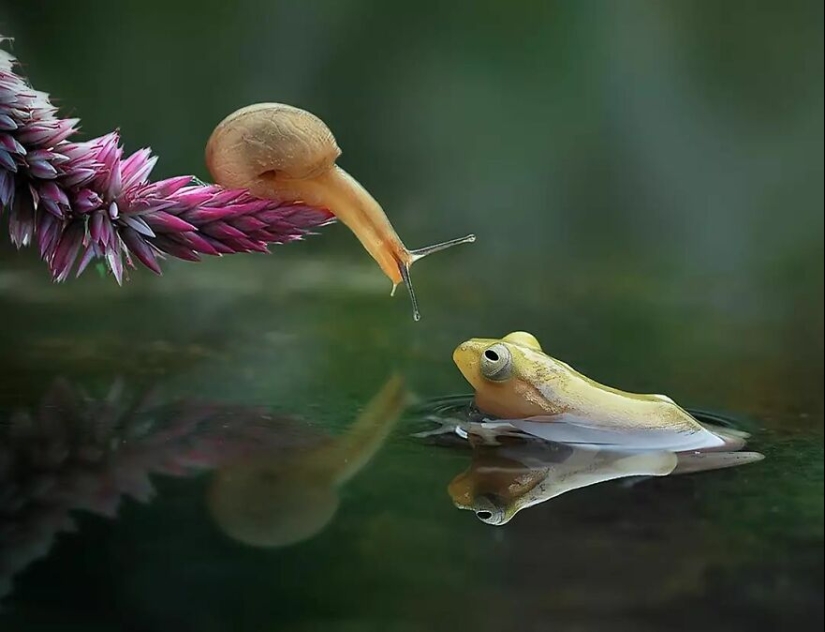 15 Images Of Reptiles, Insects, And Other Animals Caught Chilling Or Hitching A Ride, By Yan Hidayat 15 Images Of Reptiles, Insects, And Other Animals Caught Chilling Or Hitching A Ride, By Yan Hidayat