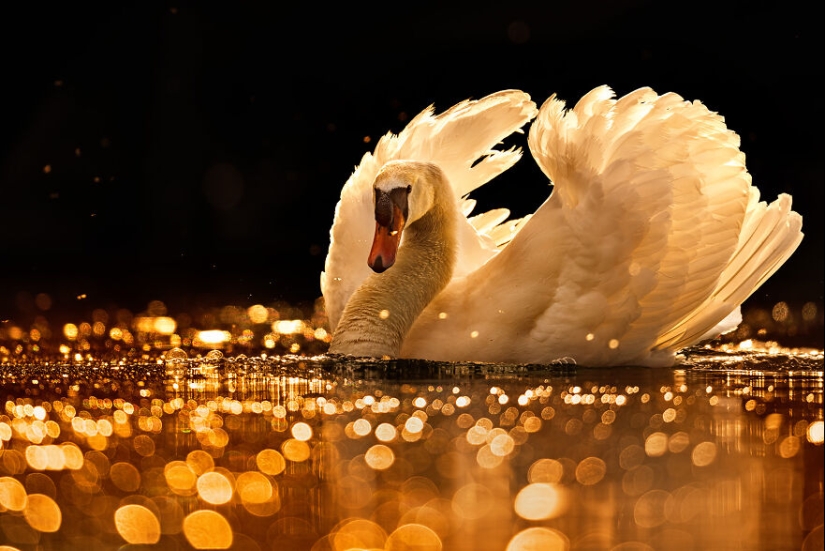 15 Images That Captured Nature’s Beauty And Diversity And Were Selected As Best By NBP Awards 2023