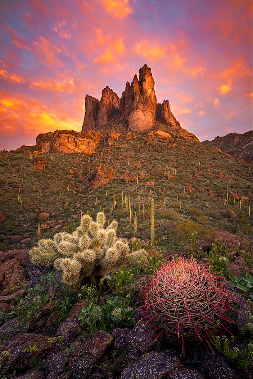 15 imágenes que capturaron la belleza y la diversidad de la naturaleza y fueron seleccionadas como las mejores en los premios NBP 2023