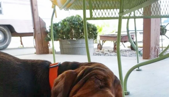 15 momentos divertidos en los que las mascotas no se salían con la suya robando comida