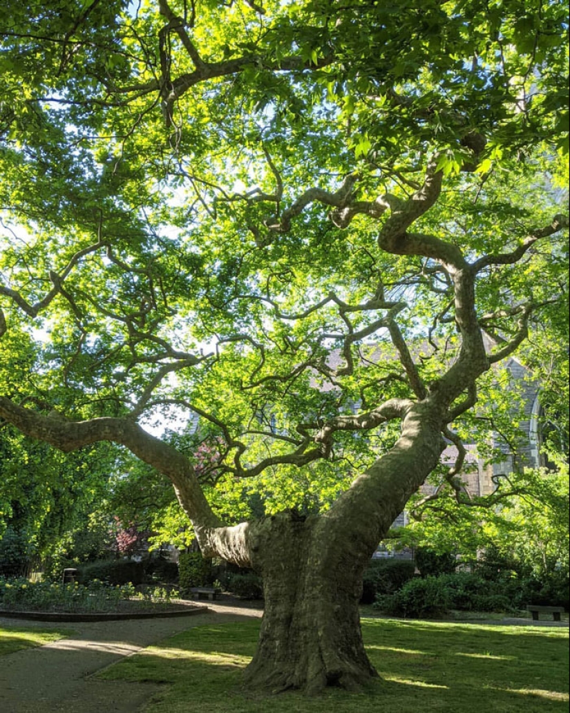 15 Oldest Trees In The World No Lumberjack Should Touch 15 Oldest Trees In The World No Lumberjack Should Touch