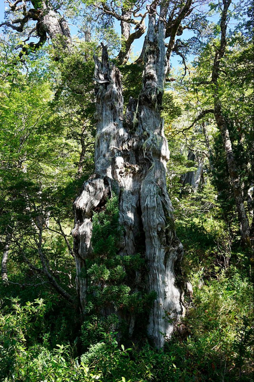 15 Oldest Trees In The World No Lumberjack Should Touch 15 Oldest Trees In The World No Lumberjack Should Touch