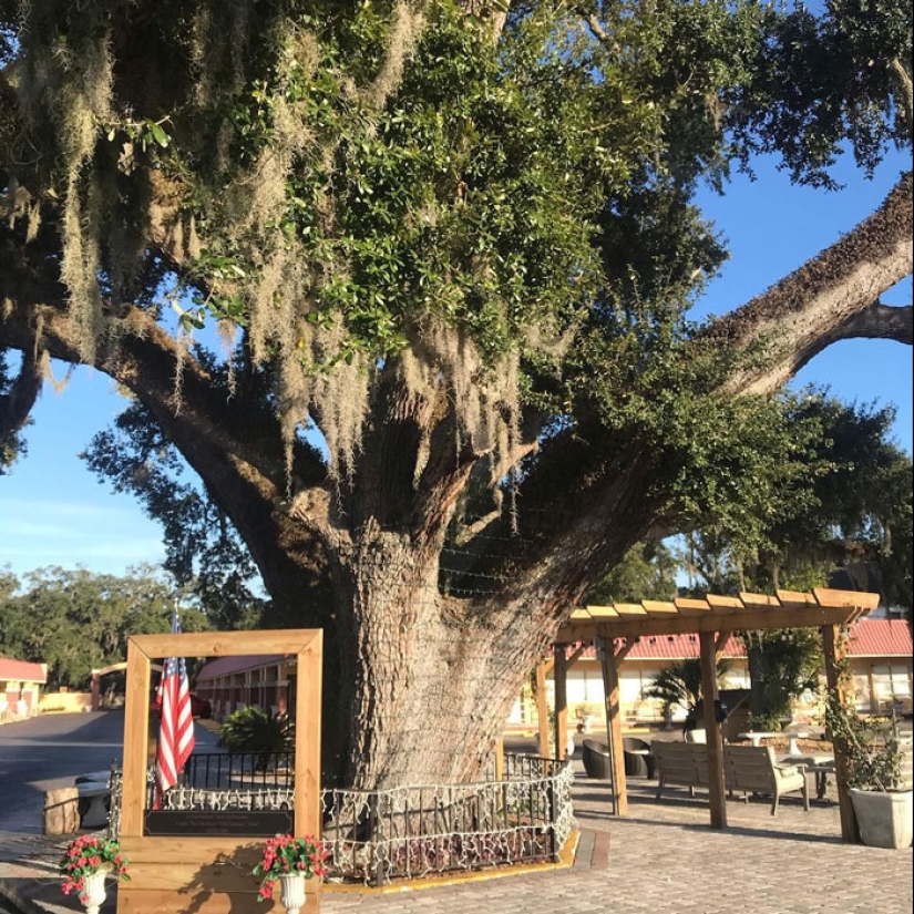 15 Oldest Trees In The World No Lumberjack Should Touch 15 Oldest Trees In The World No Lumberjack Should Touch