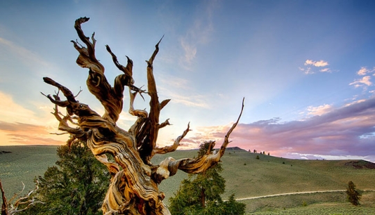 15 Oldest Trees In The World No Lumberjack Should Touch