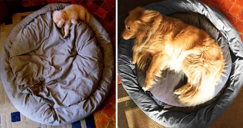 15 puppies who grew up too fast 15 puppies who grew up too fast