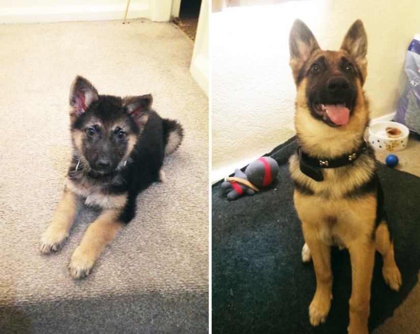 15 puppies who grew up too fast 15 puppies who grew up too fast