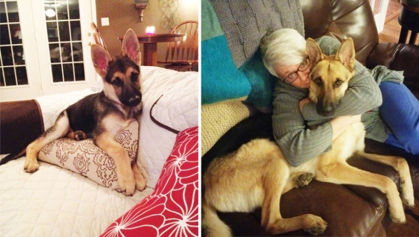 15 puppies who grew up too fast 15 puppies who grew up too fast