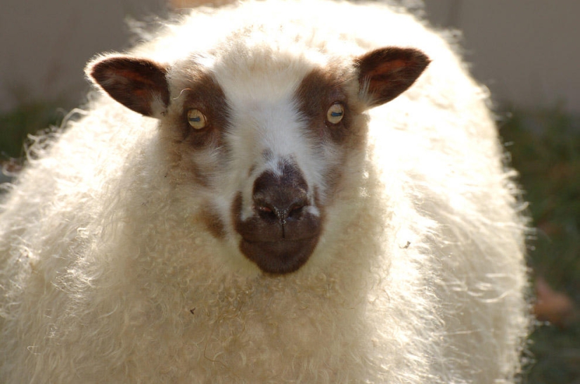 15 recetas para la resaca de todo el mundo