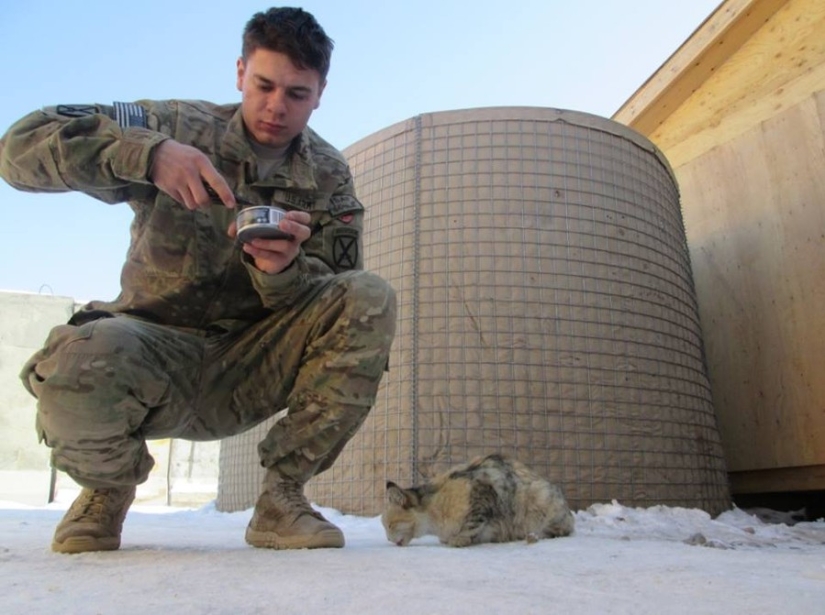 15 soldiers with their ... cats 15 soldiers with their ... cats