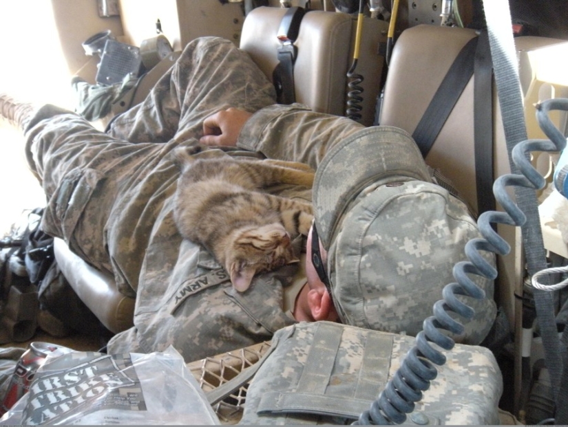 15 soldiers with their ... cats 15 soldiers with their ... cats
