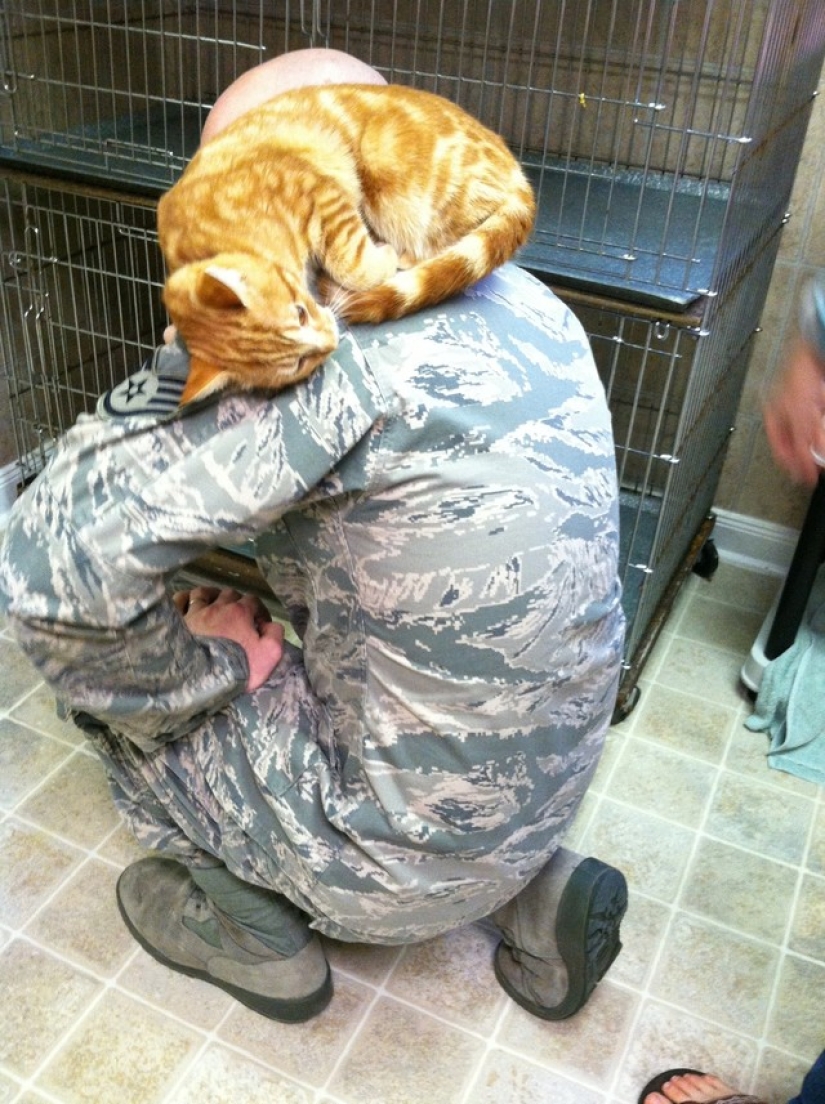 15 soldiers with their ... cats 15 soldiers with their ... cats