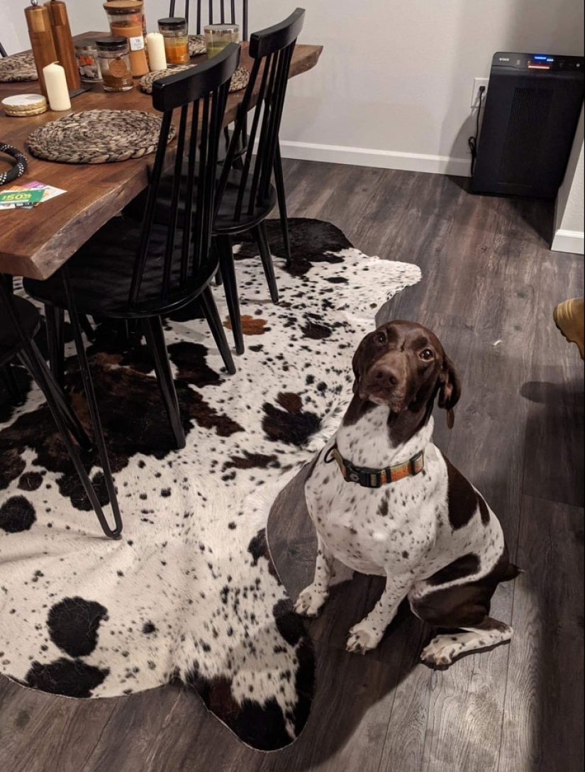 15 Things That Matched Their Surroundings So Well, They Made People Do A Double Take