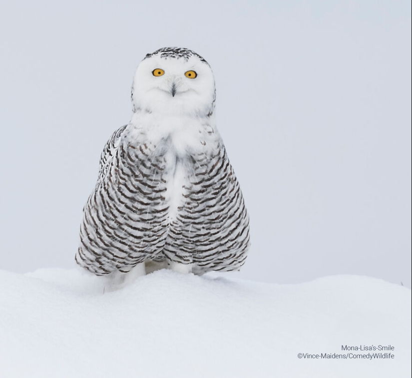 16 de las mejores entradas a los premios Comedy Wildlife Photography Awards (edición 2023) 16 de las mejores entradas a los premios Comedy Wildlife Photography Awards (edición 2023)