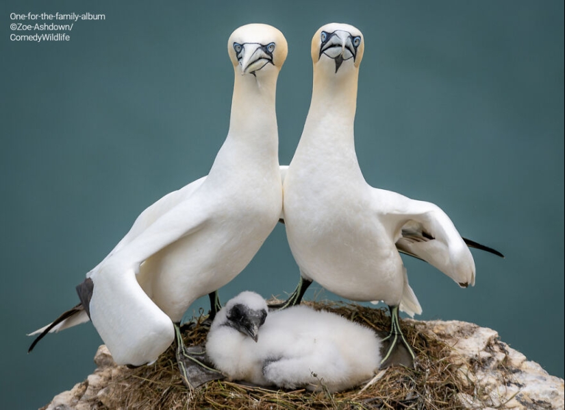 16 de las mejores entradas a los premios Comedy Wildlife Photography Awards (edición 2023) 16 de las mejores entradas a los premios Comedy Wildlife Photography Awards (edición 2023)