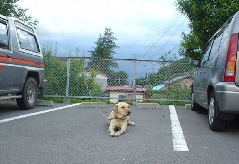 16 formas divertidas de conseguir un espacio de estacionamiento 16 formas divertidas de conseguir un espacio de estacionamiento