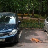 16 Fun Ways to Get a Parking Space