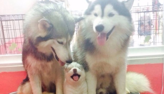 16 most glorious dogs with the cutest puppies