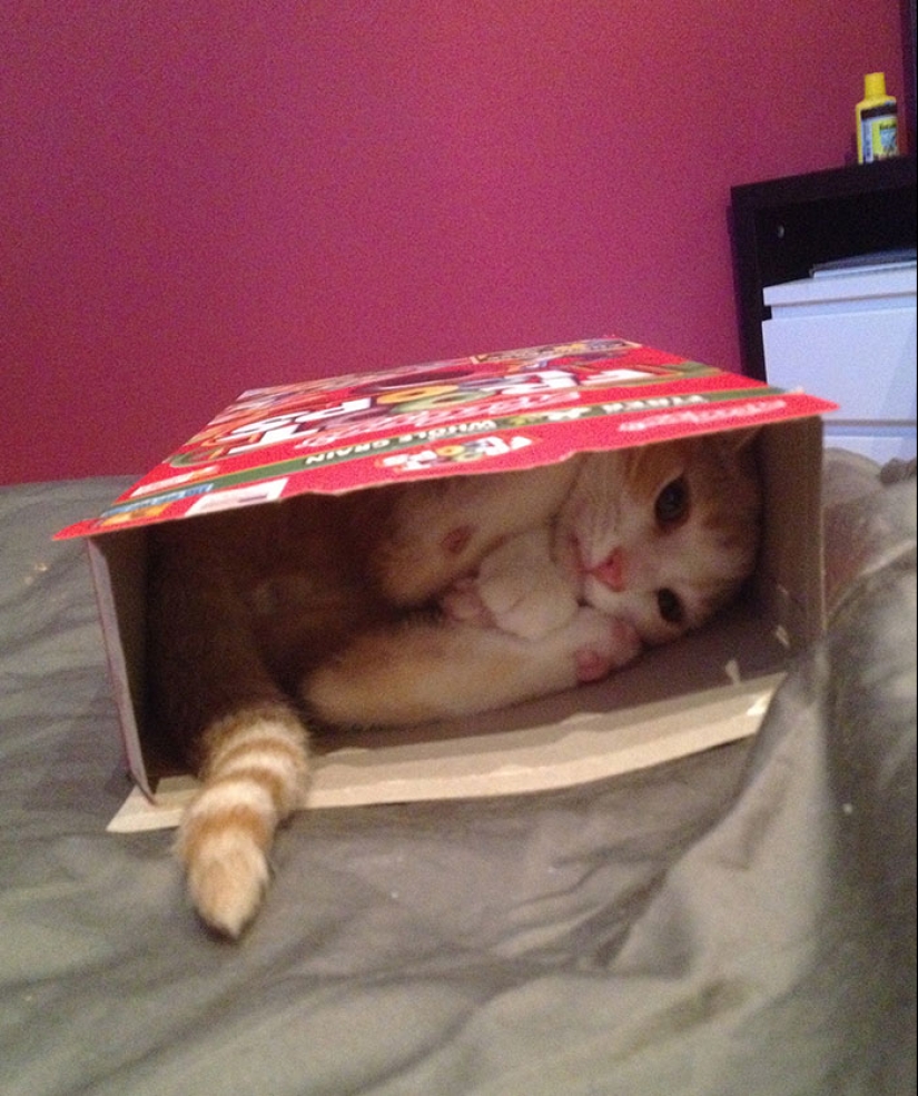 16 pobres animales que se quedaron sin suerte y se quedaron atrapados mientras comían 16 pobres animales que se quedaron sin suerte y se quedaron atrapados mientras comían