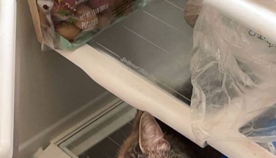 16 pobres animales que se quedaron sin suerte y se quedaron atrapados mientras comían 16 pobres animales que se quedaron sin suerte y se quedaron atrapados mientras comían