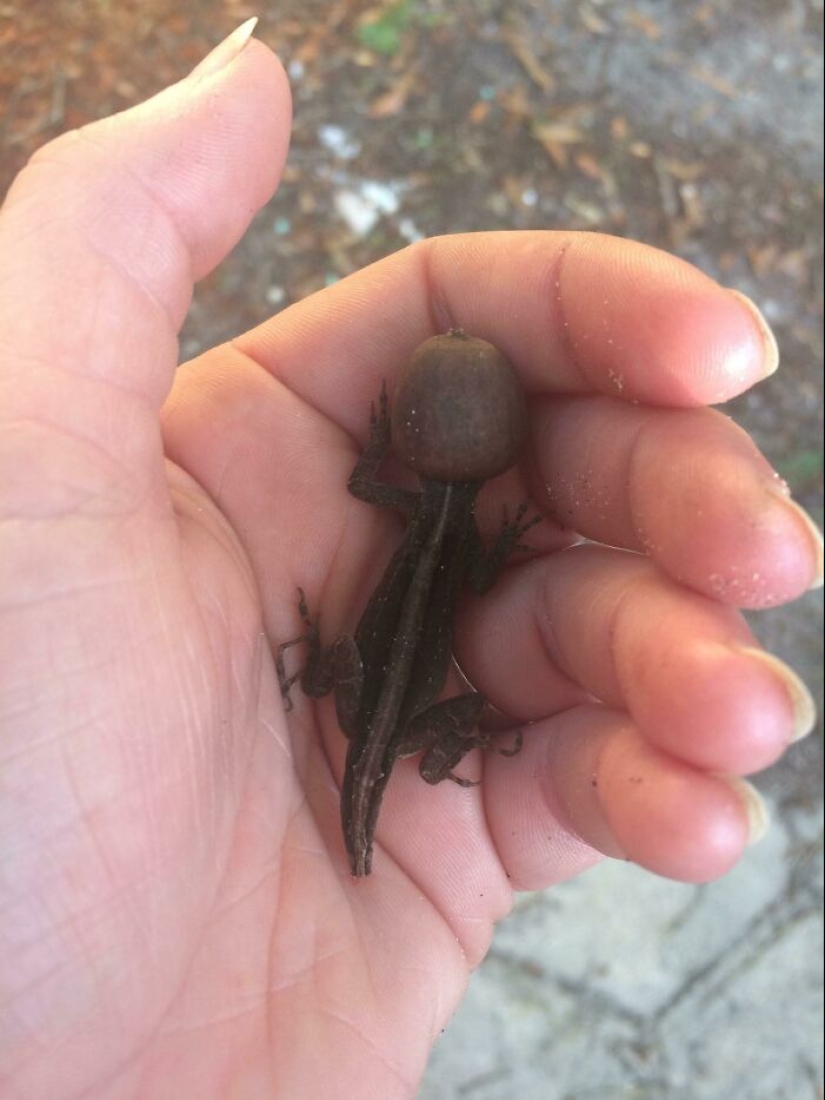 16 pobres animales que se quedaron sin suerte y se quedaron atrapados mientras comían 16 pobres animales que se quedaron sin suerte y se quedaron atrapados mientras comían