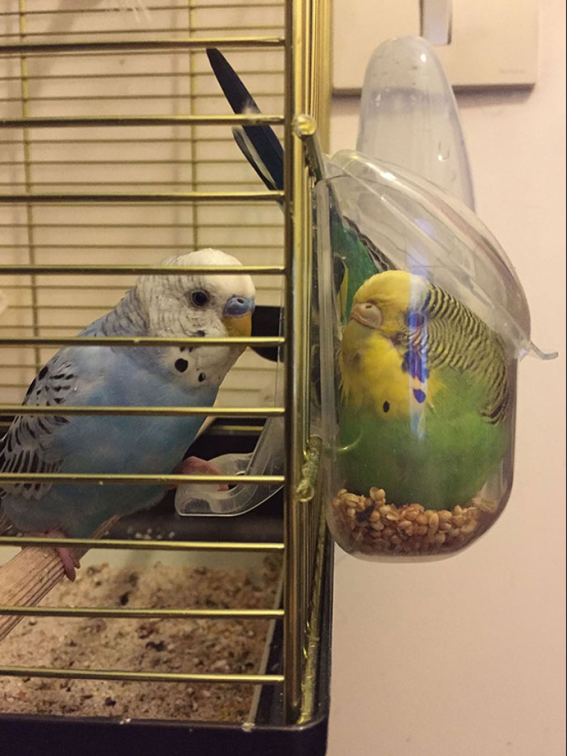 16 pobres animales que se quedaron sin suerte y se quedaron atrapados mientras comían 16 pobres animales que se quedaron sin suerte y se quedaron atrapados mientras comían