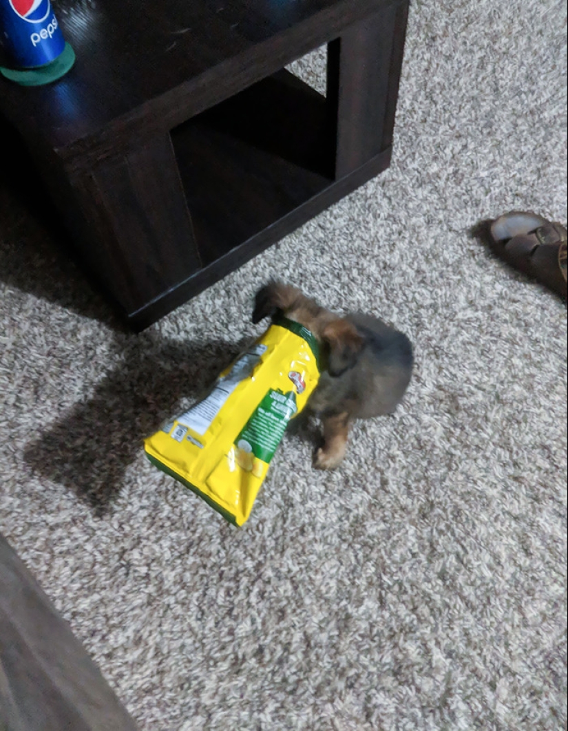 16 Poor Animals Who Ran Out Of Luck And Got Stuck While Eating 16 Poor Animals Who Ran Out Of Luck And Got Stuck While Eating