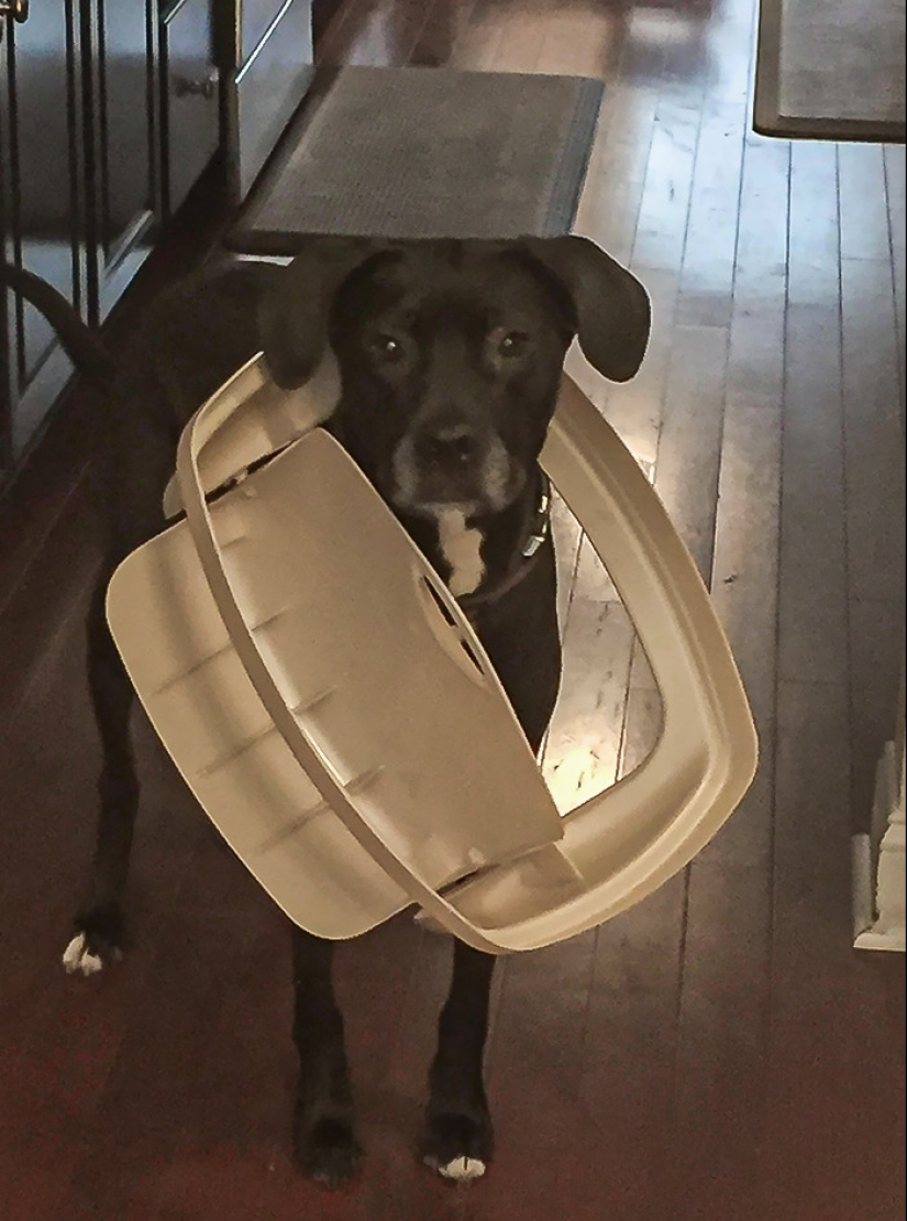 16 Poor Animals Who Ran Out Of Luck And Got Stuck While Eating 16 Poor Animals Who Ran Out Of Luck And Got Stuck While Eating