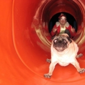 17 fallas de perros más divertidas