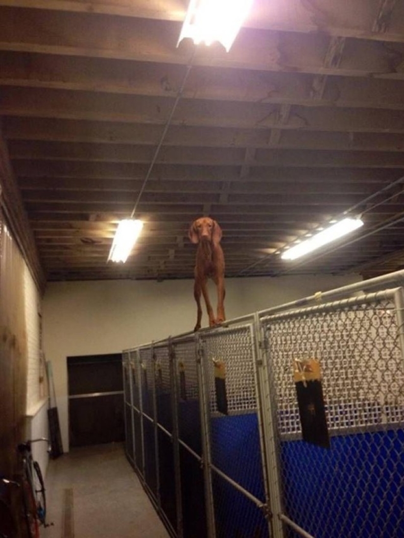 17 fallas de perros más divertidas