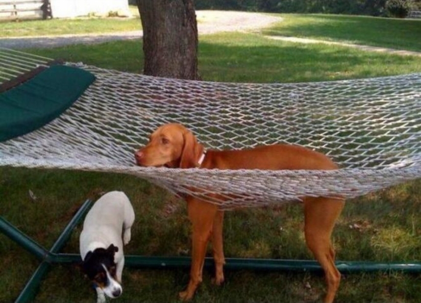 17 Funniest Dog Fails