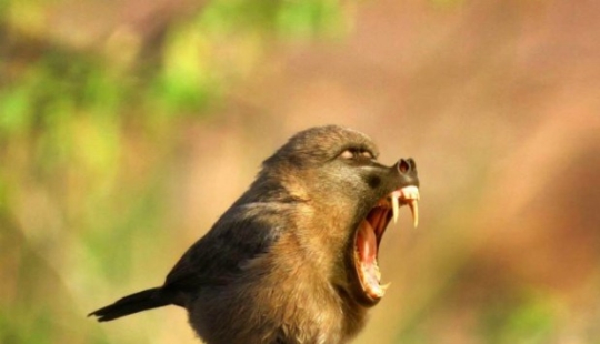 17 híbridos de animales extraños y sorprendentes creados por la imaginación