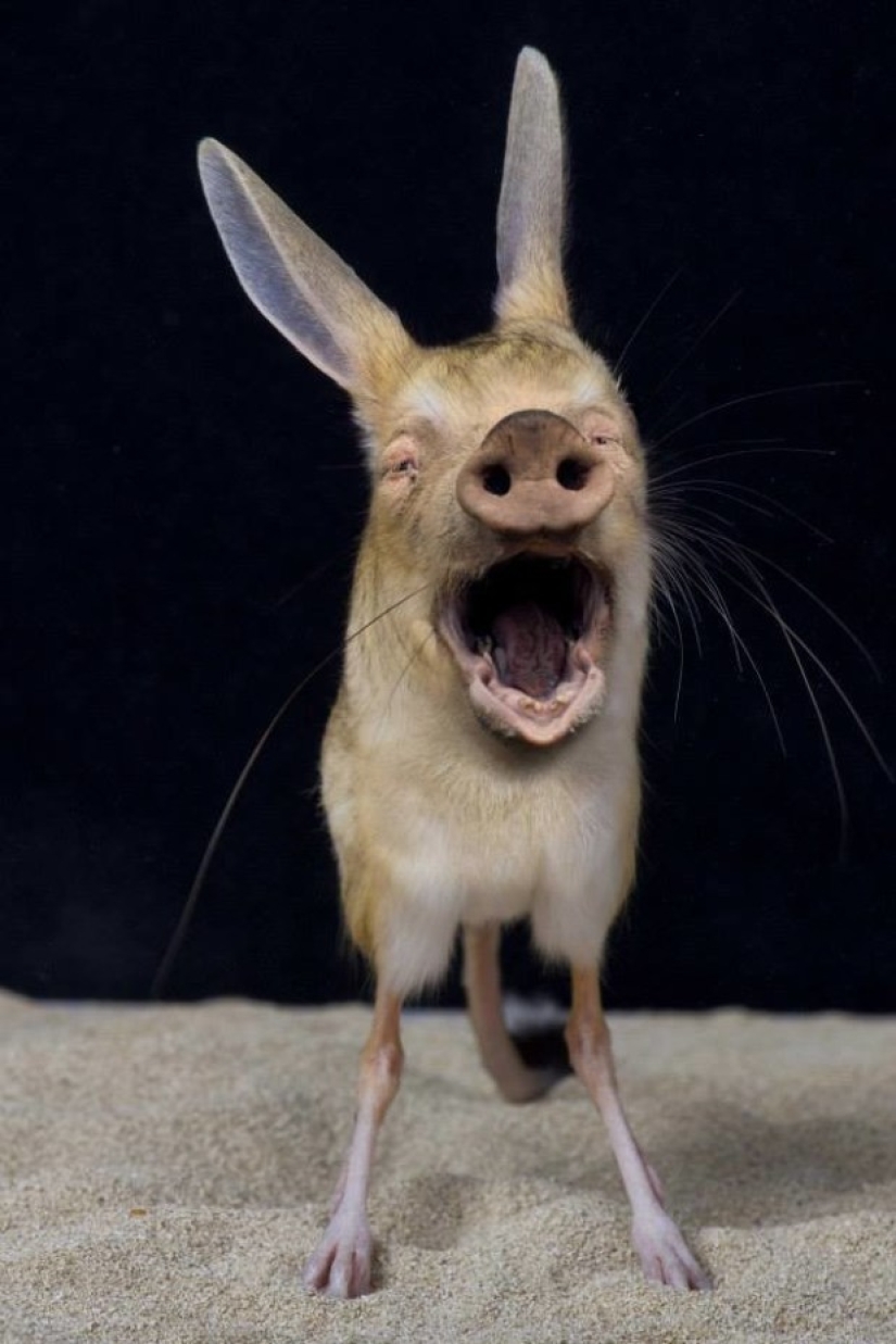 17 Weird And Amazing Animal Hybrids Created By The Imagination