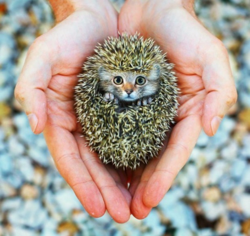 17 Weird And Amazing Animal Hybrids Created By The Imagination