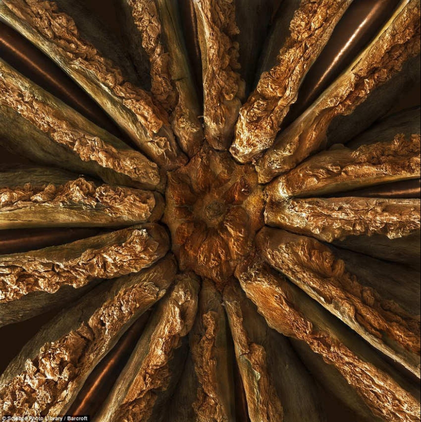 18 amazing food photos under the microscope