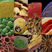 18 amazing food photos under the microscope