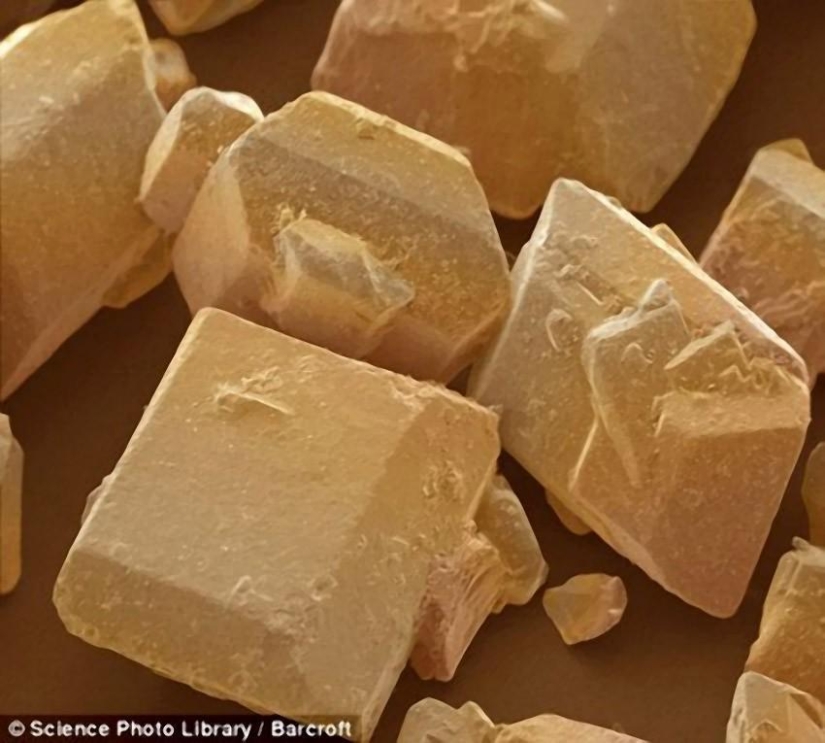 18 amazing food photos under the microscope