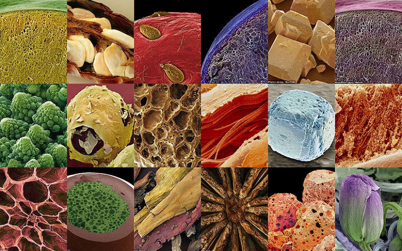 18 increíbles fotos de comida bajo el microscopio