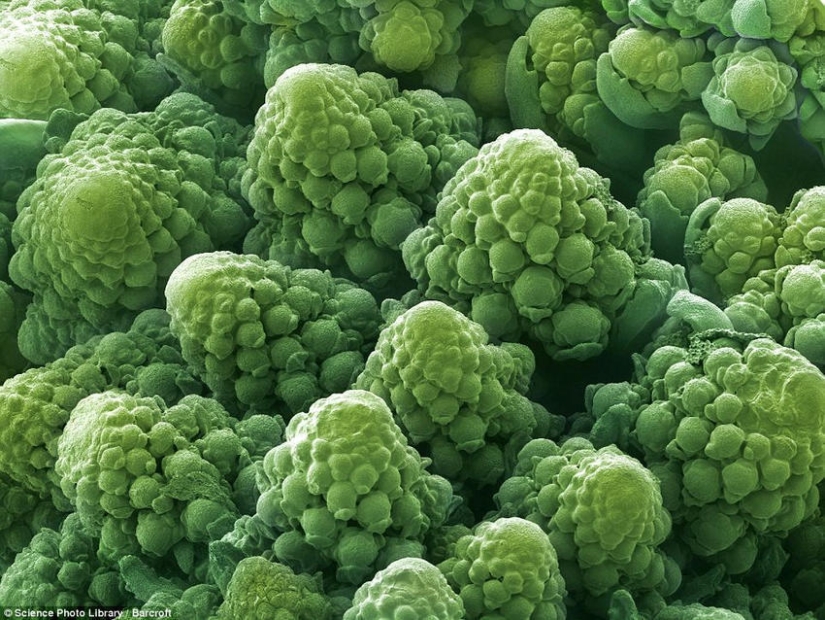 18 increíbles fotos de comida bajo el microscopio