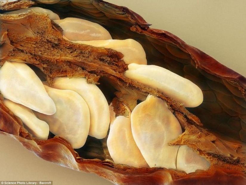 18 increíbles fotos de comida bajo el microscopio