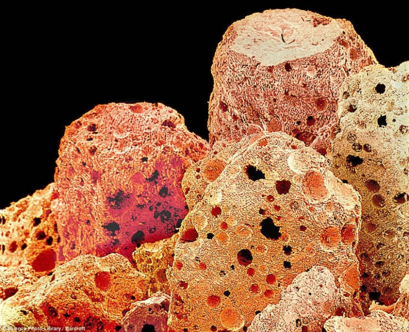 18 increíbles fotos de comida bajo el microscopio