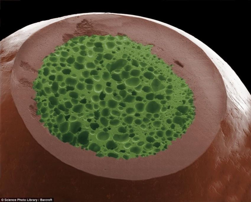 18 increíbles fotos de comida bajo el microscopio