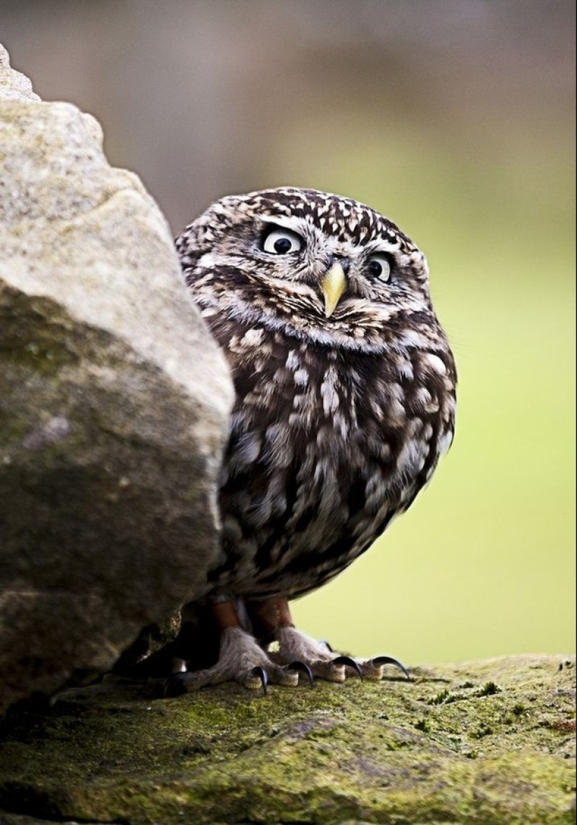 18 photos that owls can be proud of