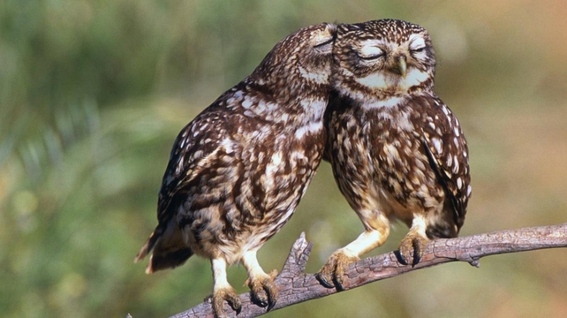 18 photos that owls can be proud of